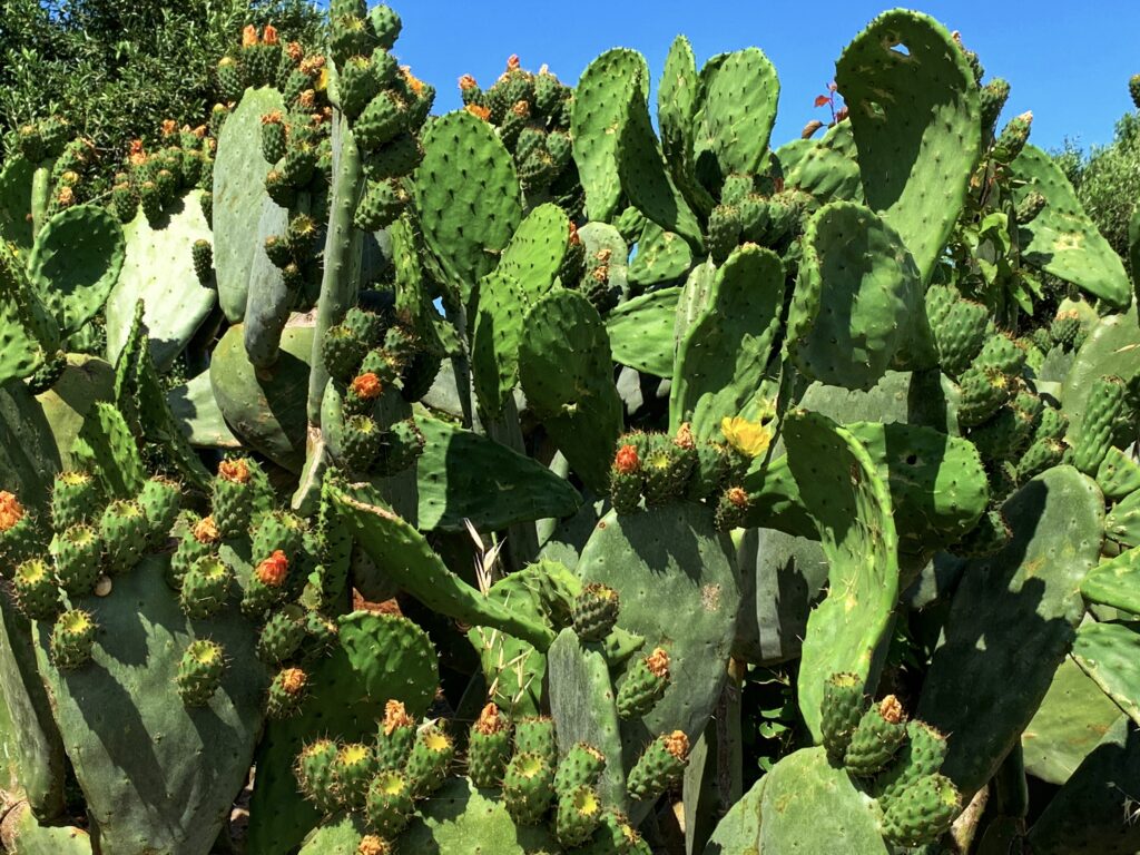 Cactus in Puglia with fichi d’India fruit