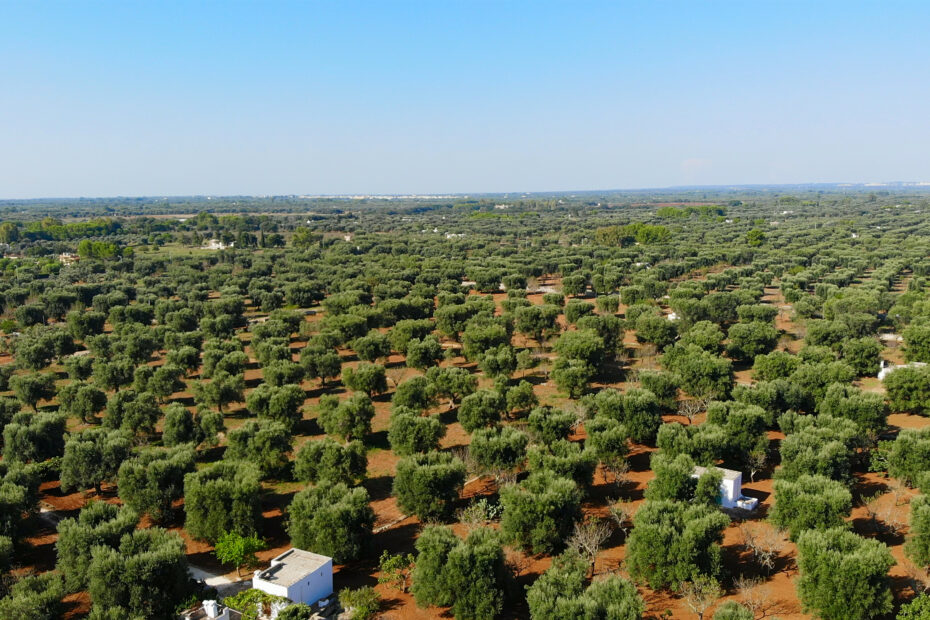 Puglia is home to over 60 million olive trees, making it the largest producer of olive oil in Italy. The region's olive oil is highly regarded for its quality and flavor. Photo the Puglia Guys